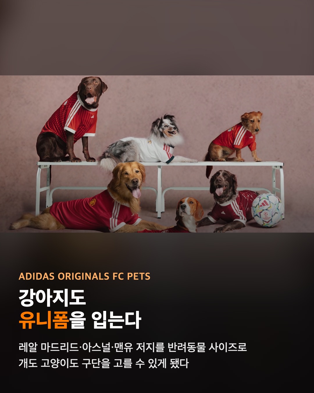 아디다스 FC 펫츠